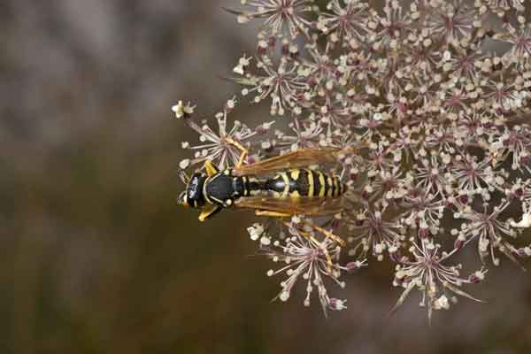 Polistes sp.